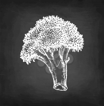 Chalk sketch of broccoli on blackboard background. Hand drawn vector illustration. Retro style