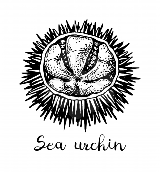 Sea urchin. Ink sketch of seafood. Hand drawn vector illustration isolated on white background. Retro style.