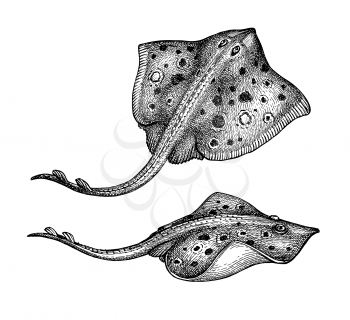Stingray. Ink sketch of seafood. Hand drawn vector illustration isolated on white background. Retro style.