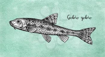 Gobio gobio. Small freshwater fish. Ink sketch on old paper background. Hand drawn vector illustration. Retro style.