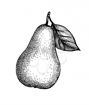 Pear. Ink sketch isolated on white background. Hand drawn vector illustration. Retro style.
