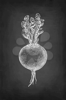 Chalk sketch of turnip on blackboard background. Hand drawn vector illustration. Retro style.