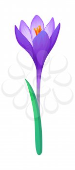 Crocus flower. Isolated on a white background. Vector illustration.