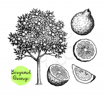 Bergamot orange set. Tree and fruits. Ink sketch isolated on white background. Hand drawn vector illustration. Retro style.