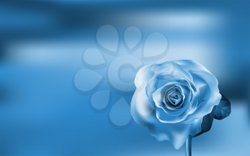 Delicate blue Rose on a blurred green background. Valentines day.