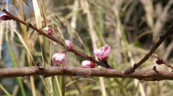 Delicate spring flowers, wild cherries on the branch of a cherry tree. Cherry blossoms of japanese sakura sway against the blue sky.