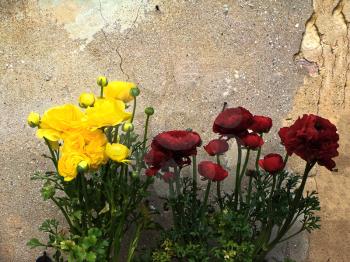 Home various flowers in pots. Design Italian courtyards around the house.