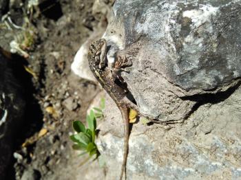 Graceful green lizard predator basks on a rock in the sun.
