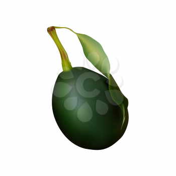 fruit culture avocado. Large green fruit with stalk and leaves on white background