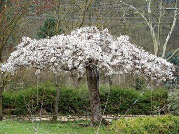 A large flowering tree cherry blossom spring Sunny day.