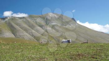 Mountain blooming pastures of cows in Italy, Castelluccio