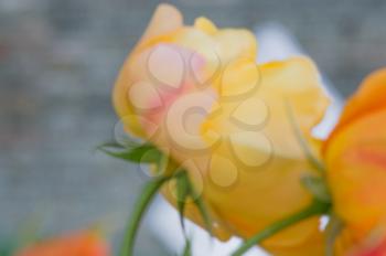 Abstract floral blur in shades of yellow. Blurred red flower background for magazines and booklets, greeting cards.