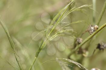 Green blurred background of grass, spikes and flowers on a Sunny day. Bright sun pattern for magazines and booklets, greeting cards.