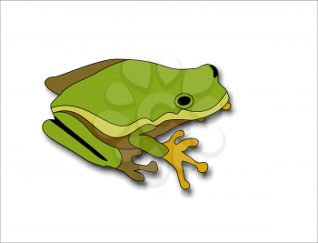 Cartoon big green frog on a white background.