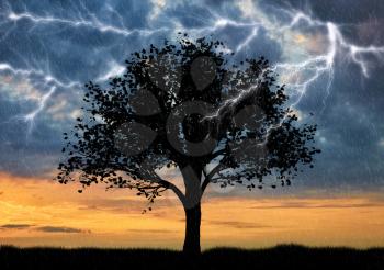 Lightning falls in a lonely tree in a field on a background of dramatic sky