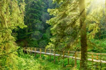 Beautiful bridge in the forest with rays of sun on the background of coniferous forest
