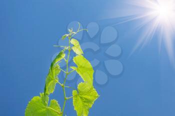 Young vine grapes on the background of the sunny sky