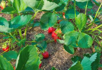 Growing of berries. Bushes of ripe strawberries