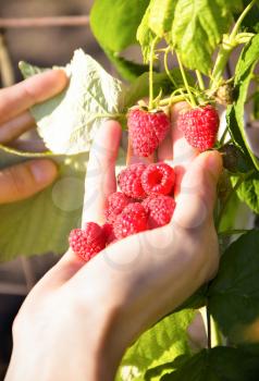 Harvest ripe raspberry. A man's hand collects raspberries