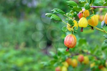 Berries of a ripe gooseberry on a bush. Summer season