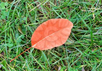 Autumn season. Orange autumn leaf on green grass