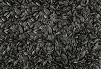 Black sunflower seeds. Macro texture background