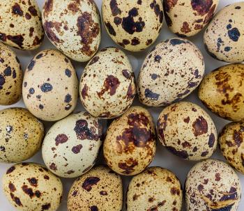 Background of quail spotted eggs. texture macro