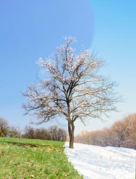 Lonely apricot tree in different seasons in the meadow