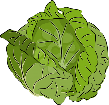 Beautiful vector illustration of colorful fresh cabbage. On a white background.
