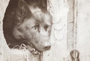 Portrait of a black dog watching from the booth. Art photography. Photo toned sepia. Added noise.