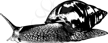 Snail Achatina. Ink drawing. There is an option in the vector.