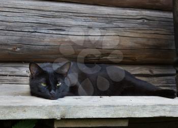 Beautiful black cat with green eyes lying on a wooden bench.