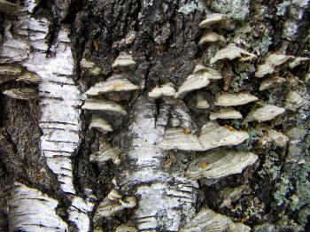 Small mushrooms growing on old birch tree.