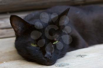 Black cat portrait, focus on green eyes.