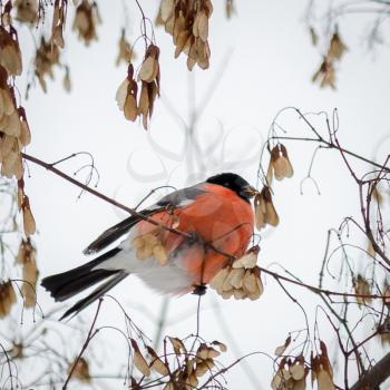 Beautiful bullfinch sits on a branch and have maple seeds.