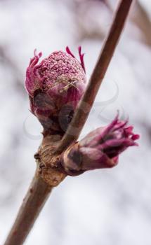 Beautiful blossoming buds red elderberries spring. Close up.