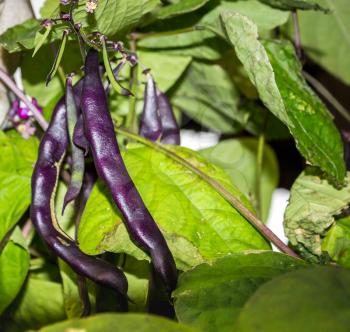 Long pods purple beans, dragon tongue, among the leaves.