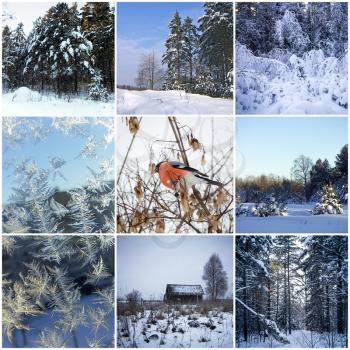 Beautiful winter collage of eight pictures in the center of bullfinch.