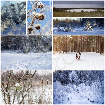 Beautiful winter collage of eight different pictures.