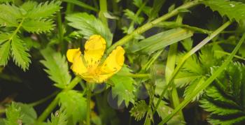 Silverweed, Potentilla anserina leaf and yellow flower. Photo toned.