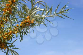 Beautiful background with horizontal branches seabuckthorn and blue sky.