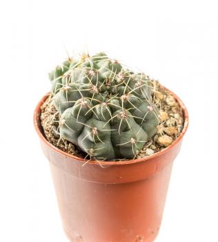 The cactus Gymnocalycium grows in a flower pot. Isolated on white background.