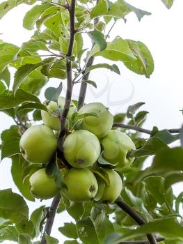 Green apples on the branches of foliage.