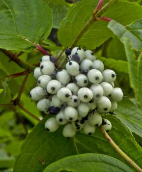 Branch of a bush with white berries.