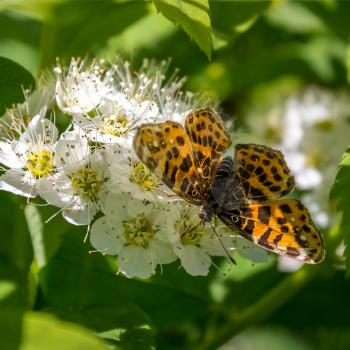 Butterfly on flowers Brenthis Physocarpus opolifolius a warm summer day. Close-up.