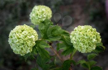 Three beautiful greenish inflorescences hydrangea, Hydrangea arborescens.