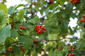 Bright orange ripe hawthorn berries among green leaves.