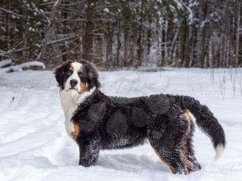 Mountain dog turned around and looks at the background of a winter forest.