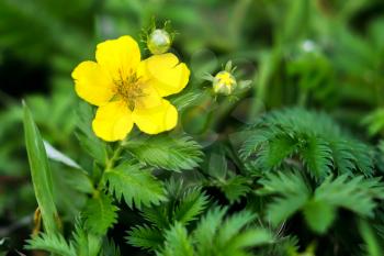Silverweed, Potentilla anserina leaf and yellow flower.