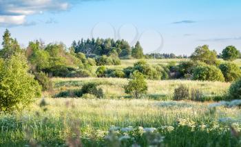 Summer landscape with blue sky and meadow grasses.